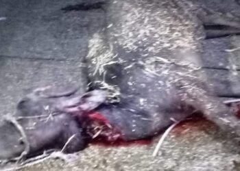 ضبط 310 كيلو جرام لحوم مجهولة المصدر بقنا