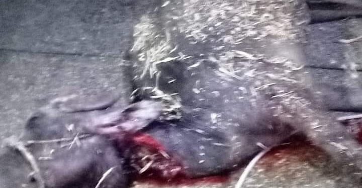 ضبط 310 كيلو جرام لحوم مجهولة المصدر بقنا