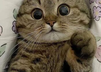 “ديما “لبلال هشهش!!