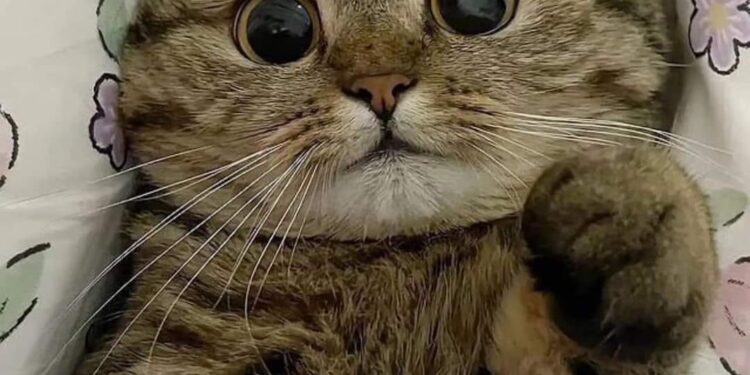 “ديما “لبلال هشهش!!