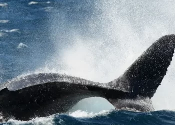 العلماء:الحيتان تغنى عبرصندوق صوتى خاص بها!!