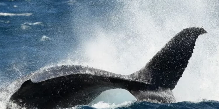 العلماء:الحيتان تغنى عبرصندوق صوتى خاص بها!!