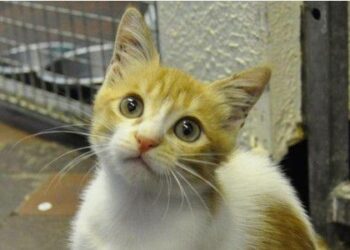 القطة سعيدة الحظ.. من صندوق القمامة إلى إنجلترا