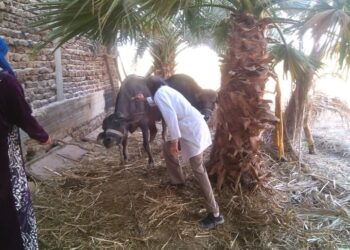 انطلاق فعاليات الحملة القومية لتحصين الماشية  بالجيزة اليوم الثلاثاء!