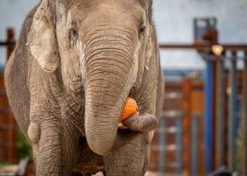 احترس من الفيلة في رمضان