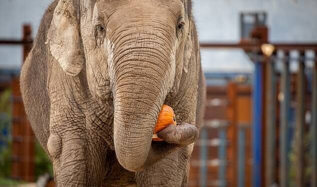 احترس من الفيلة في رمضان