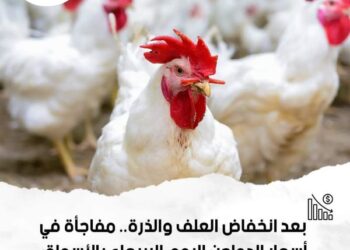 أنخفاض أسعار الدواجن اليوم والتجار يبيعون بشعارهم الخاص!