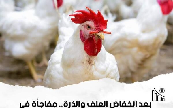 أنخفاض أسعار الدواجن اليوم والتجار يبيعون بشعارهم الخاص!