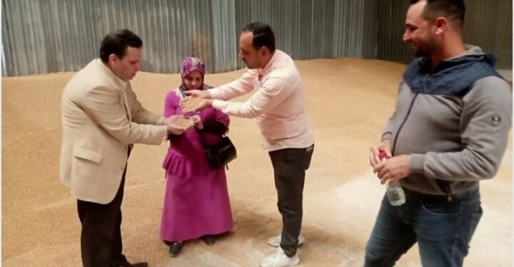 (تموين اسكندرية استمرار …متابعات توريد الأقماح المحلية)