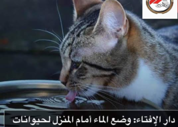 المصريون والرحمه في ابها صورها كما وصانا رسولنا الكريم