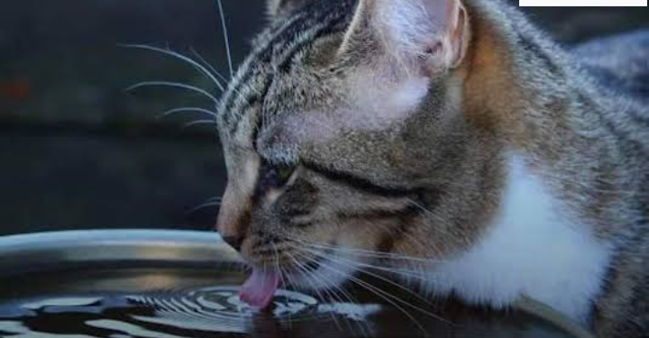 المصريون والرحمه في ابها صورها كما وصانا رسولنا الكريم