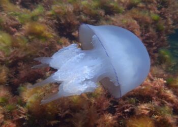 كيفية التعامل مع لسعات قناديل البحر