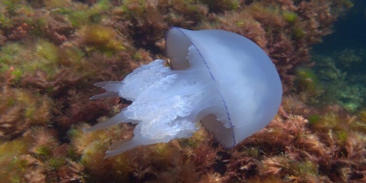 كيفية التعامل مع لسعات قناديل البحر