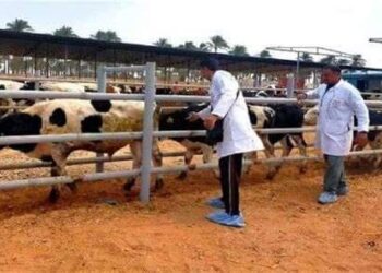 وزير الزراعة: إعطاء أكثر من 6.6 مليون جرعة ضد مرضى الحمي القلاعية 