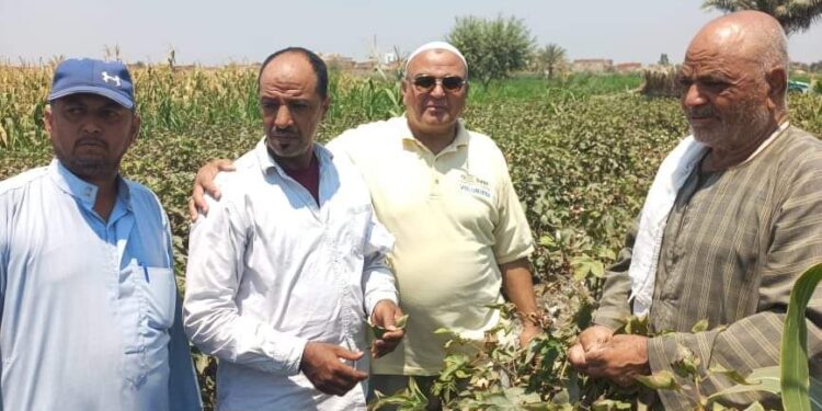 وكيل وزارة الزراعة بالفيوم يتابع فعاليات موسم «جَنىّ القطن»بالفيوم