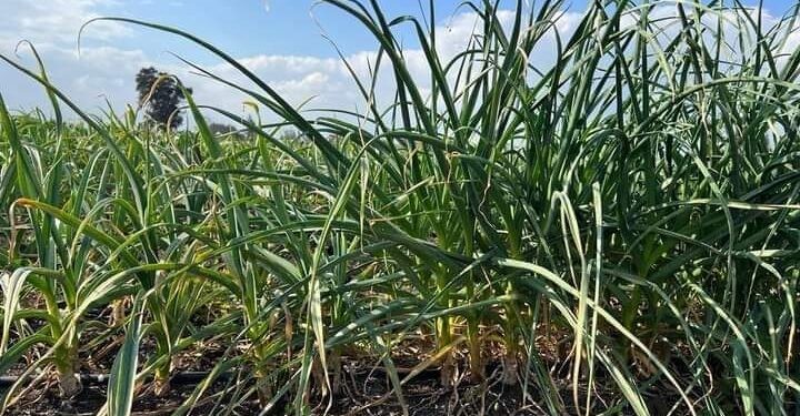 أكاديمية البحث العلمي والتكنولوجيا تعلن عن إنتاج أصناف جديدة من بعض الخضراوات