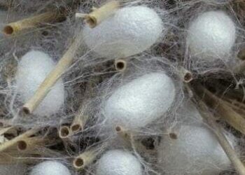 “قطن ناعم”