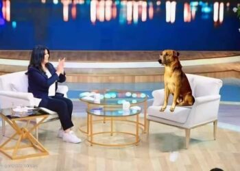 لقاء مع” الكلب المعجزة” صاعد الهرم.