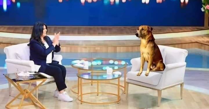 لقاء مع” الكلب المعجزة” صاعد الهرم.