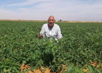 نقيب الفلاحين: يتوقع إرتفاع اسعار اللحوم الحيه خلال ايام 