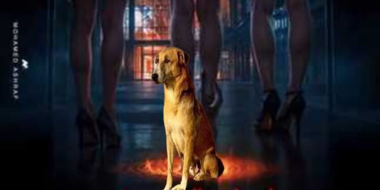 رانيا يوسف: “إشمعنى كلب الهرم يتكرم وكلب فيلم” أوراق التاروت “محدش عايز يكرمه؟