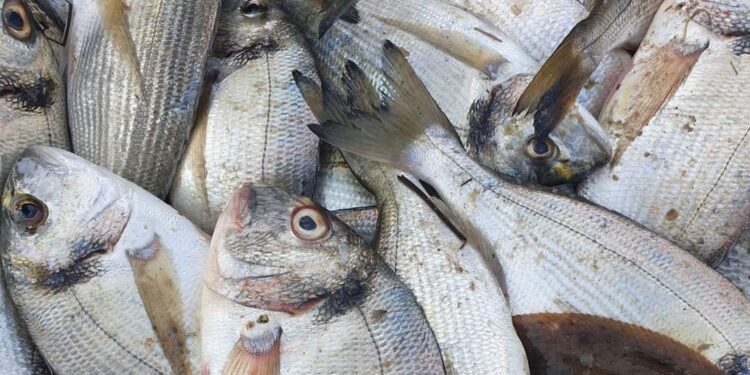 سمك دنيس من إنتاج بحيرة البردويل: جواهر من أرض سيناء المباركة