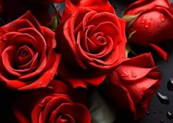 “احب ليلى”