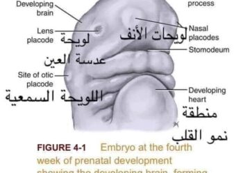 الإعجاز العلمي للقرآن الكريم عن تخليق حاسة السمع قبل البصر و القلب 