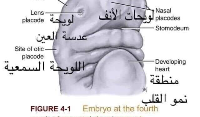 الإعجاز العلمي للقرآن الكريم عن تخليق حاسة السمع قبل البصر و القلب