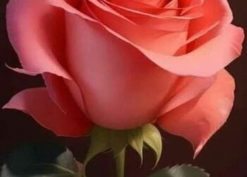 “صباح الخير حبيبتي”