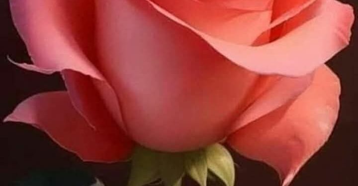 “صباح الخير حبيبتي”