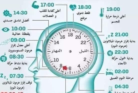الساعة البيولوجية لجسم الإنسان