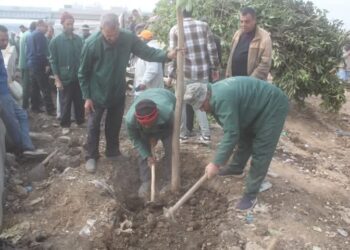 الجيزه:تنفيذ المرحلة الأولى لتشجير الطريق الدائري نطاق المريوطية واللبيني وعمرو بن العاص