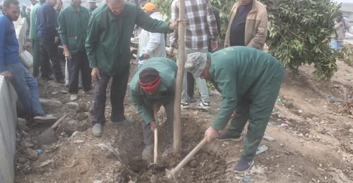 الجيزه:تنفيذ المرحلة الأولى لتشجير الطريق الدائري نطاق المريوطية واللبيني وعمرو بن العاص