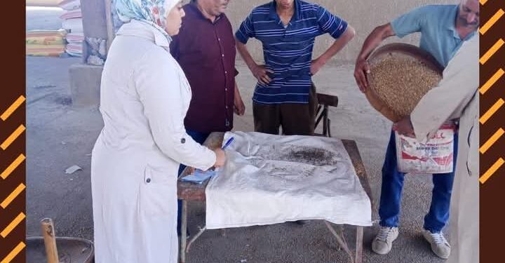 الجيزة تواصل جهودها لضمان نجاح موسم توريد القمح وتوفير بيئة داعمة للمزارعين”
