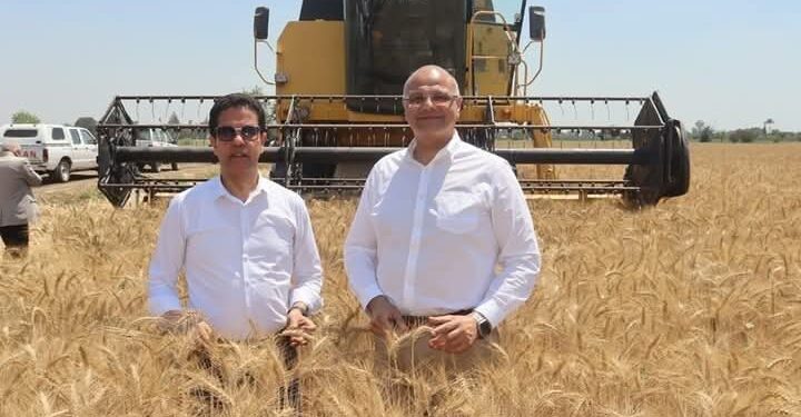 محافظ القليوبية برفقة رئيس جامعة بنها يفتتحان موسم حصاد القمح بكلية الزراعة بمشتهر