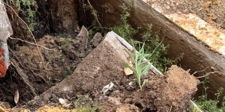 سكان حدائق الأهرام يناشدون المسؤولين بالجيزة: “أين الخدمات الأساسية؟” 