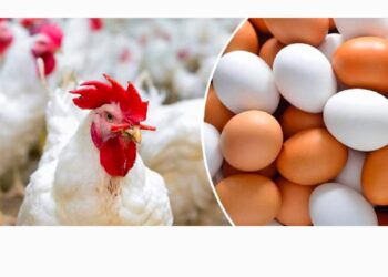 تراجع أسعار البيض