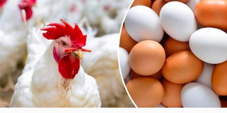 تراجع أسعار البيض