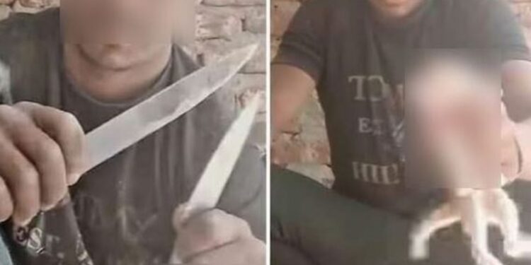 الأمن يلقي القبض على شاب قام بذبح قطه خلال بث مباشر