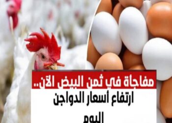 ارتفاع أسعار الدواجن اليوم والبيض فى حته تاني