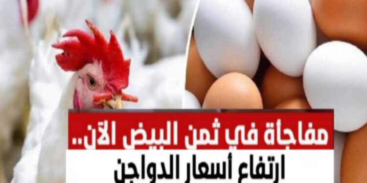 ارتفاع أسعار الدواجن اليوم والبيض فى حته تاني