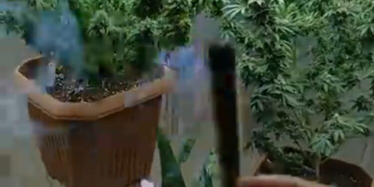 القبض على شخص وزوجته بتهمة الإتجار في المخدرات بالإسكندرية