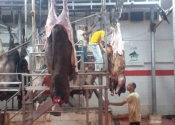 فتح ٢٣ مجزرًا مجانًا خلال أيام عيد الأضحى المبارك تحفيزًا  لذبح الأضاحي داخل المجازر 