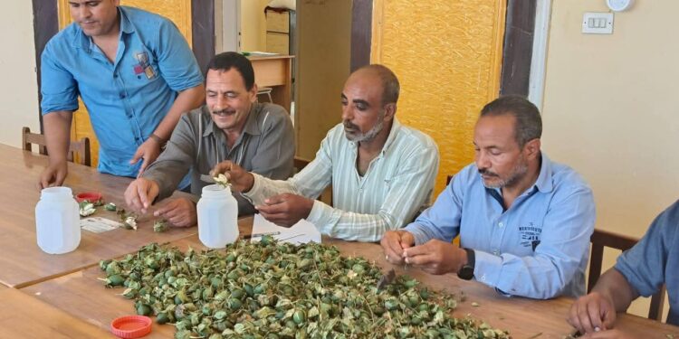 وكيل وزارة الزراعة بالفيوم يتابع الفحصة الاولي بالرشة الاولى للرش الوقائي للقطن 