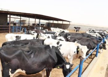 انطلاق الحملة القومية للتحصين ضد أمراض الحمى القلاعية والوادي المتصدع بالجيزة  السبت المقبل