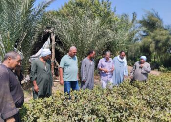 ندوة إرشادية عن محصول القطن بالتعاون مع الإرشاد الزراعي والمكافحه بالفيوم 