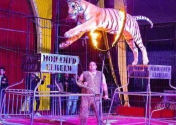 سيرك “فانتازيا الإيطالي” يواصل نجاحاته فى ثوبه الجديد بمارينا