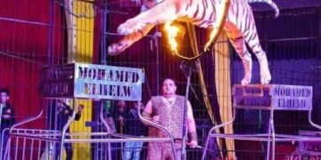 سيرك “فانتازيا الإيطالي” يواصل نجاحاته فى ثوبه الجديد بمارينا