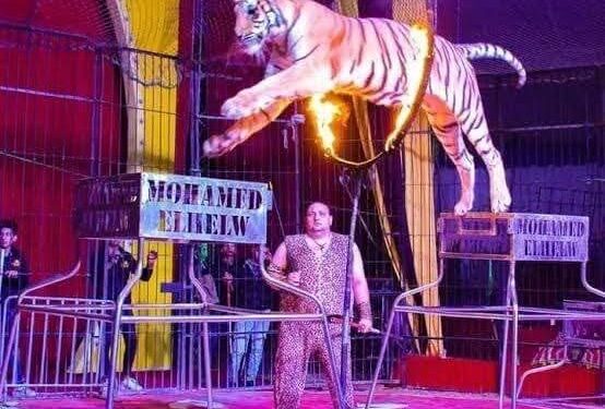 سيرك “فانتازيا الإيطالي” يواصل نجاحاته فى ثوبه الجديد بمارينا